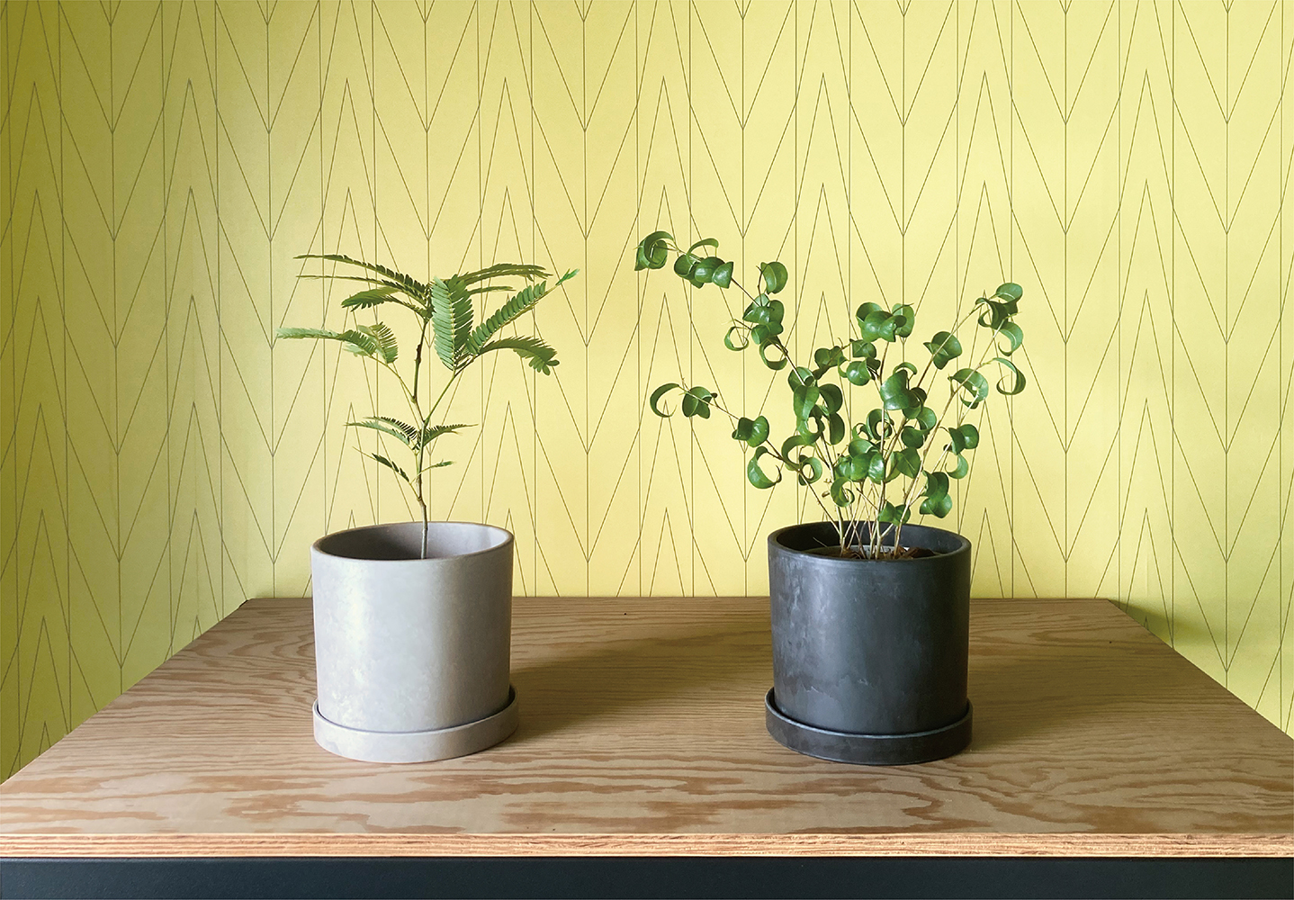 (有限会社エル・コミューン EL COMMUN の投稿者) 26ページ目 (111ページ中)